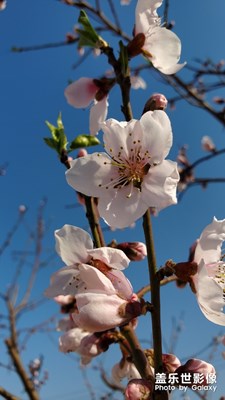 花。。。。。。。。。。。