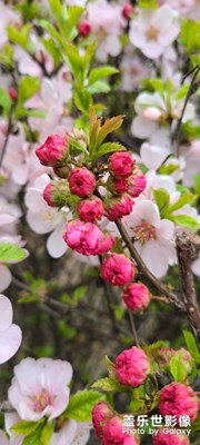 樹，都開花了！