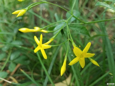 【享受生活】+水邊的探春花