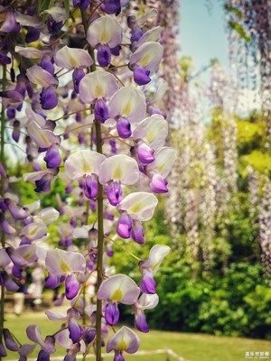 【精彩翻倍】+紫藤花之記錄冊