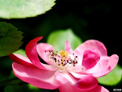 【享受生活】+小花怡情