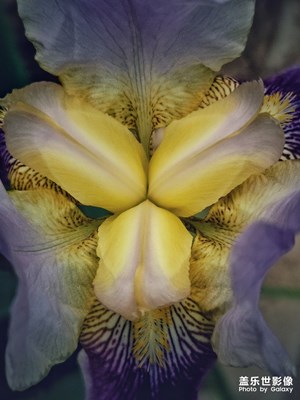鳶尾花開