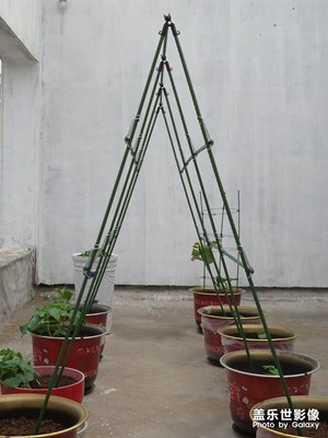 【享受生活】我的小花園