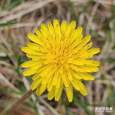 沒有微距