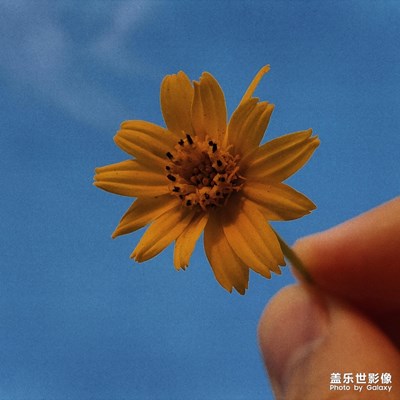 山頂小景