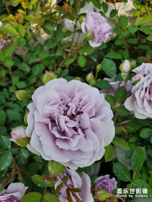 月季花田之一