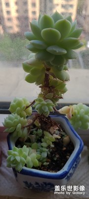 私有花園