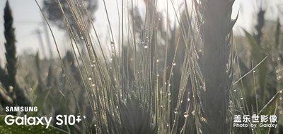 希望的麥苗，要成熟了