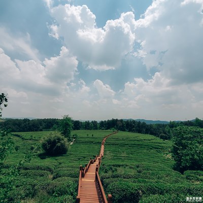 【精彩翻倍】+ 去茶山