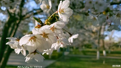 Galaxy S10+ 春花爛漫 之 櫻（一）