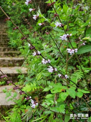 風(fēng)景隨手拍。