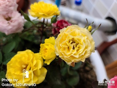 家里種的花