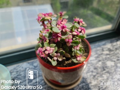 S20ultra拍照果然不一樣