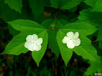 【精彩翻倍】+ 魅惑點(diǎn)綴