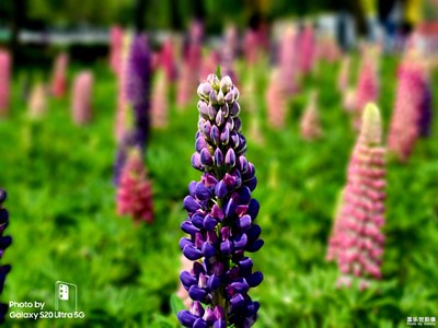 【精彩翻倍】+魯冰花開