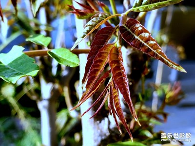 【精彩翻倍】+椿芽初長成