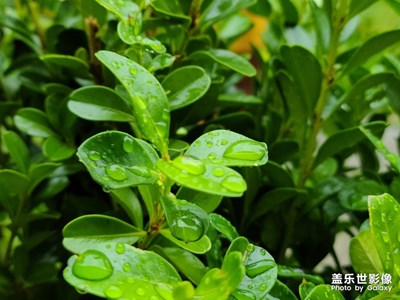 S20+下雨隨手一拍