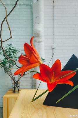 【精彩翻倍】+掃街隨拍~花兒飄香