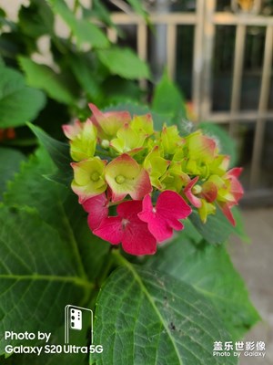 都是家里自己種的花