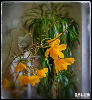 花開(kāi)初夏