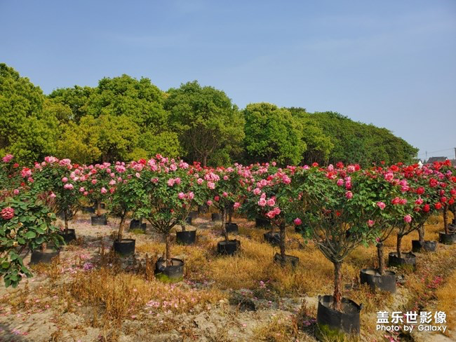 《每周星鮮事》第29期：紅的溫度內(nèi)容征集大賽開始啦