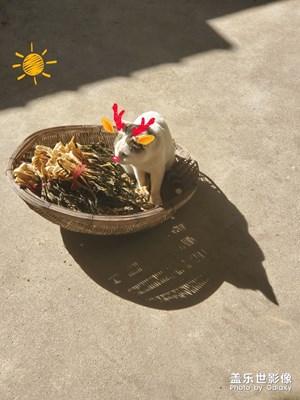 三星，，下的生活
