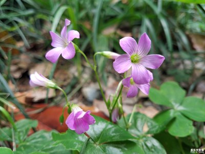 【印象五月】+依然野花