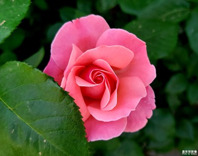 【印象五月】+紅五月季