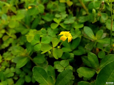 【印象五月】+小野花