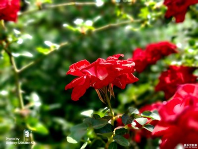 #紅的溫度#+花開有期