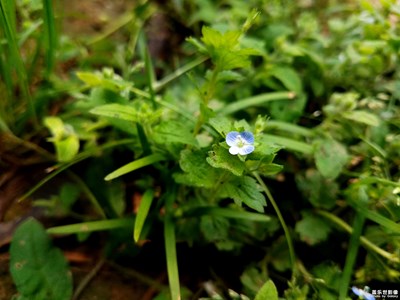 【印象五月】+小野花2