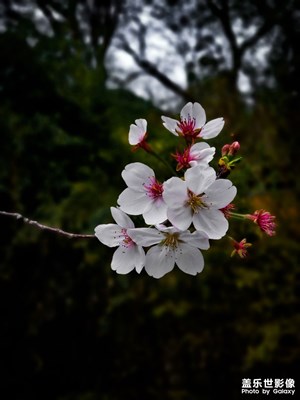 【精彩翻倍】+江南春