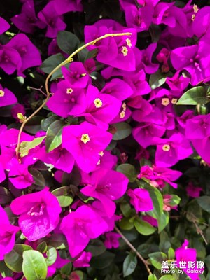 花花