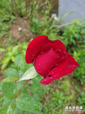 #紅的溫度#+火紅花朵獻(xiàn)疫情