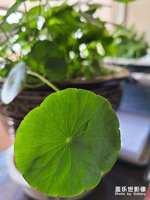 銅錢草