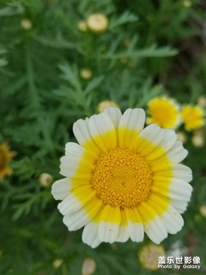 【印象五月】+開(kāi)花的季節(jié)