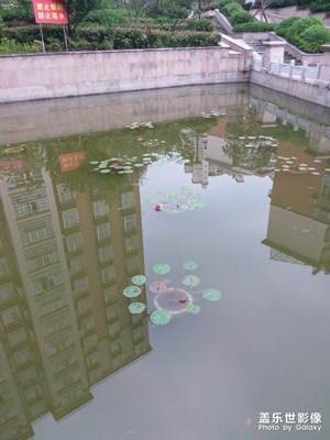 真如有一棵開花了