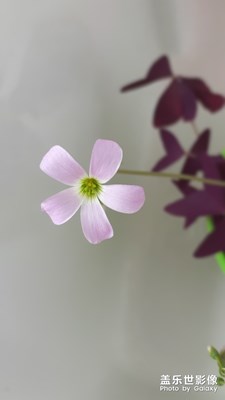 漂亮小紅花