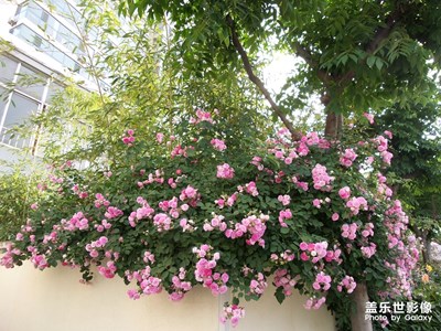 【印象五月】五月的薔薇花