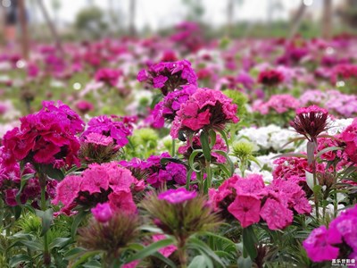 【印象五月】+石竹花開正艷