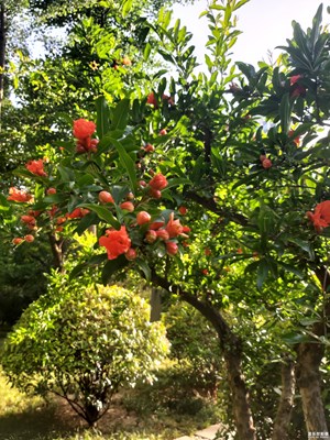 【印象五月】+五月的繁花與碩果