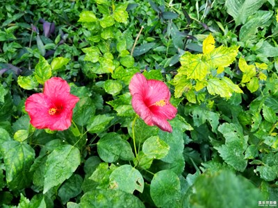 #紅的溫度#+紅紅的花兒