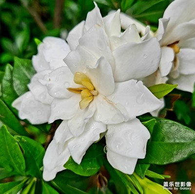 梔子花開