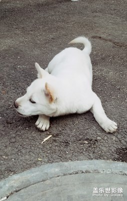 萌寵故事