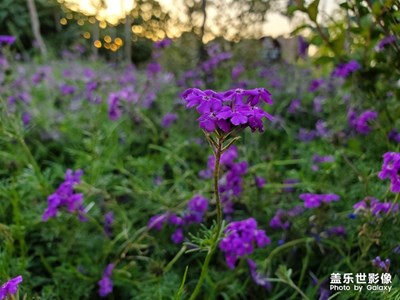 夜晚降臨的前夕