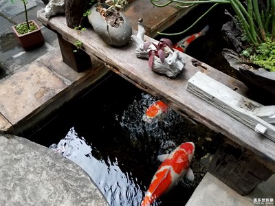 #紅的溫度#+錦鯉