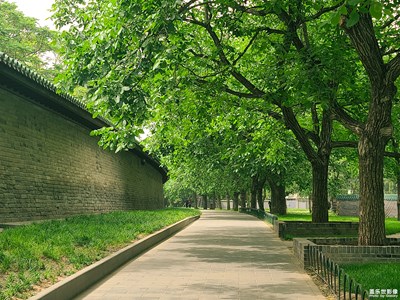 【精彩翻倍】+ 天壇的百年大樹與花草 + Galaxy S20Ultr