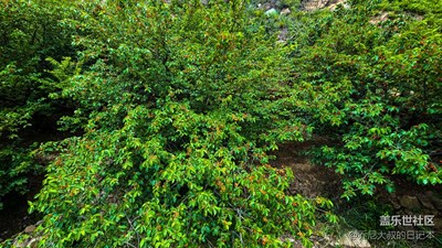 【精彩翻倍】+ 櫻桃熟了(S20U隨手記錄生活每一天)