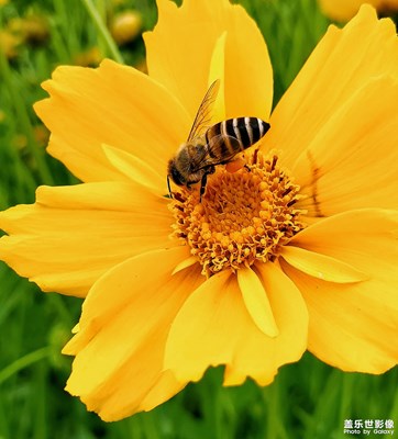 【在夏日】+初夏精靈