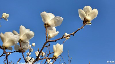 Galaxy S10+ 春花爛漫 之 玉蘭花開 （一）